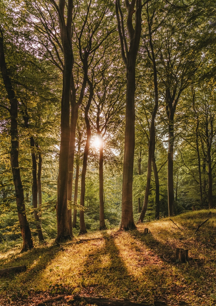 Sonnenlicht durch Bäume Praxis für Psychotherapie M. Zurück