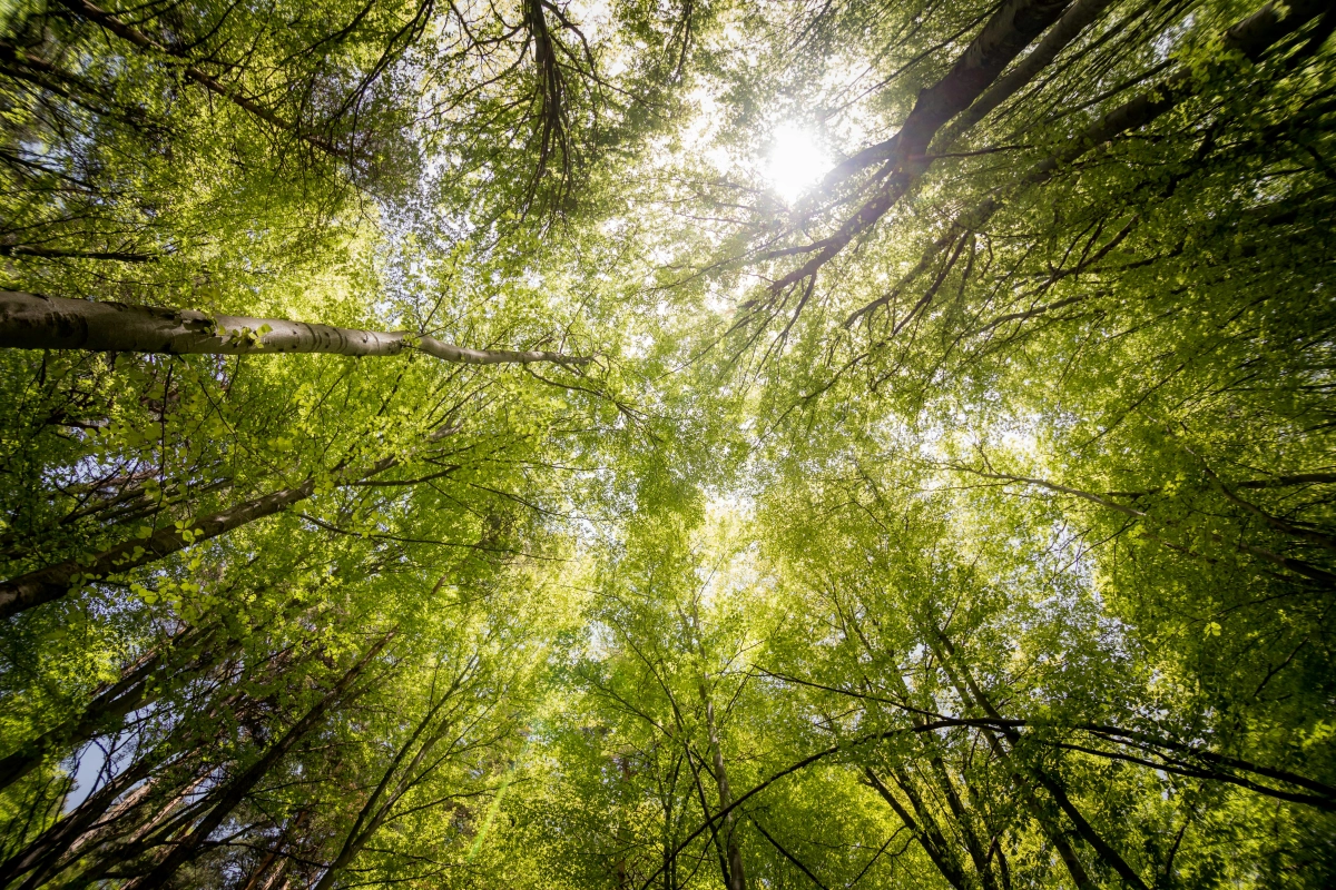 Sonnenlicht durch Bäume Praxis für Psychotherapie M. Zurück