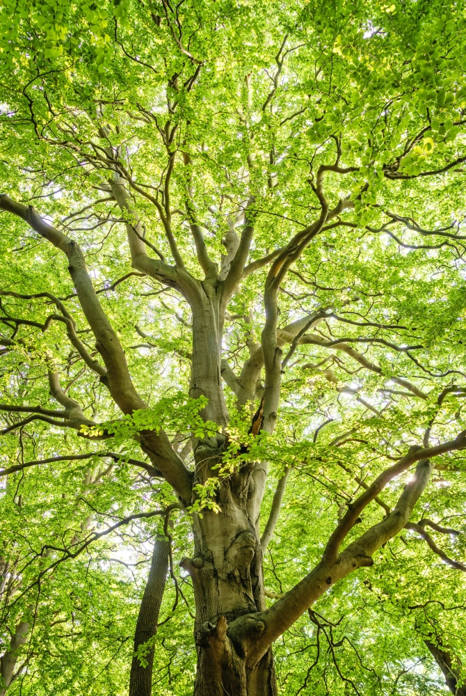 Sonnenlicht durch Bäume Praxis für Psychotherapie M. Zurück
