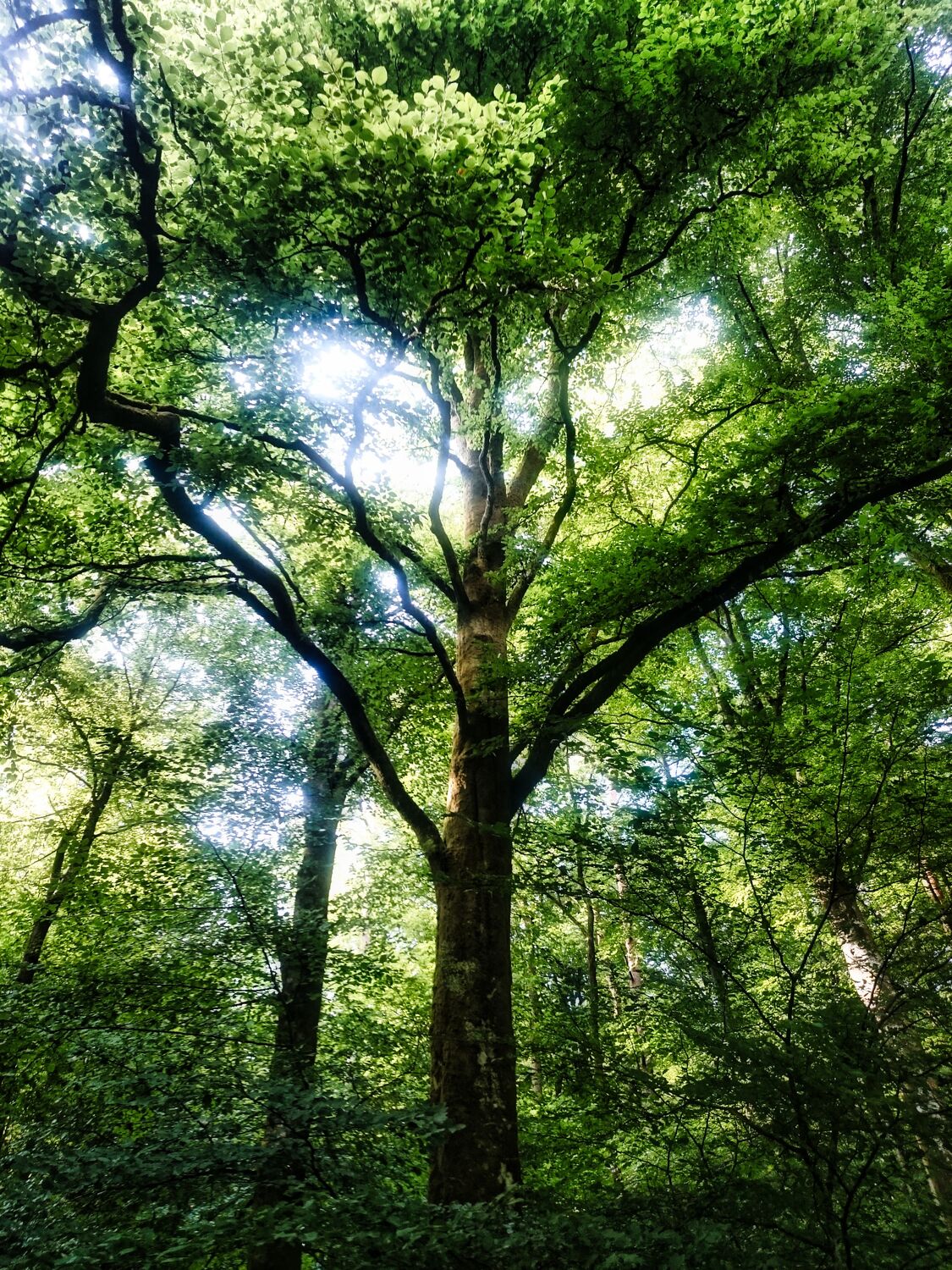 Sonnenlicht durch Bäume Praxis für Psychotherapie M. Zurück